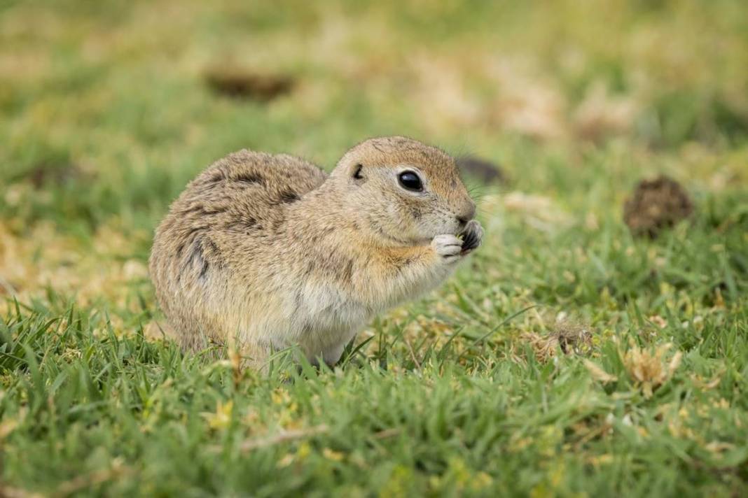 Doğanın sempatik kemirgeni 'gelengi', kameralara yakalandı! Sadece Anadolu topraklarında yaşıyorlar 4